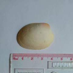 Maoricardium pseudolatum