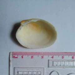 Maoricardium pseudolatum