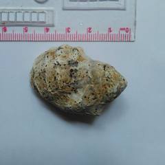 Muricoidea