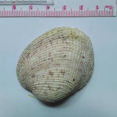 Periglypta reticulata