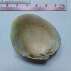 Periglypta reticulata