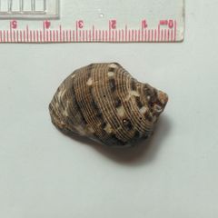 Muricoidea