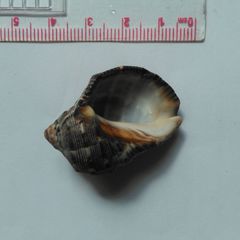 Muricoidea