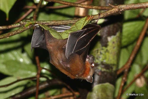 Horsfield’s Fruit Bat (Cynopterus horsfieldii) — Least Concern Mammalia