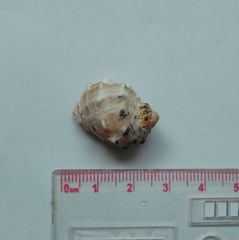 Muricoidea