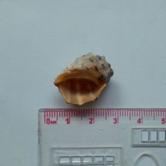 Muricoidea