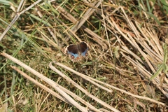 Junonia orithya swinhoei