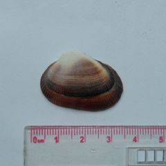 Barbatia amygdalumtostum