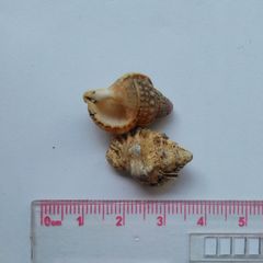 Muricoidea