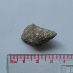 Muricoidea
