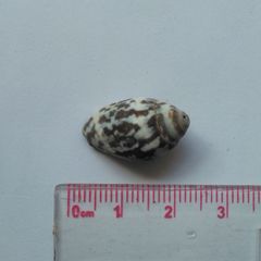 Conoidea