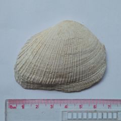 Asaphis violascens