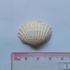 Tegillarca granosa
