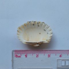 Tegillarca granosa