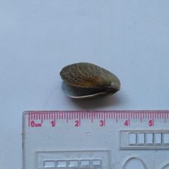 Septifer bilocularis