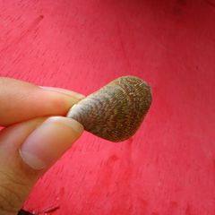 Septifer bilocularis