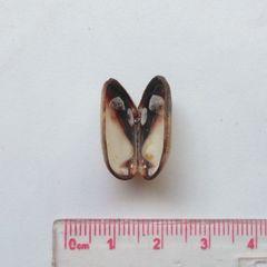 Barbatia