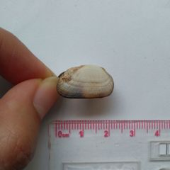 Barbatia
