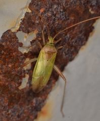 Creontiades pallidus