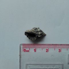 Muricoidea
