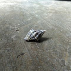 Muricoidea