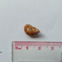 Phasianella
