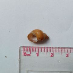 Phasianella