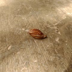 Mitridae
