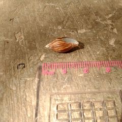 Mitridae