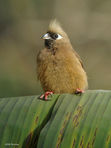 Speckled Mousebird