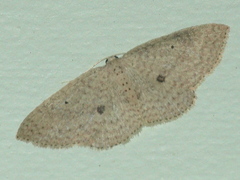 Poecilasthena anthodes