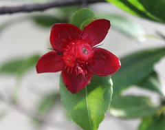 Ochna serrulata