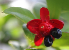 Ochna serrulata