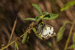 Colotis calais calais