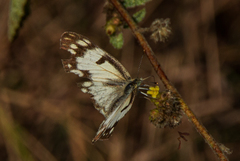 Colotis calais calais