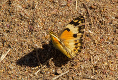 Colotis calais calais