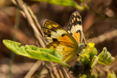 Colotis calais calais