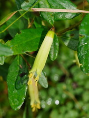 Correa glabra