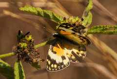 Colotis calais calais