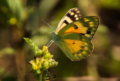 Colotis calais calais