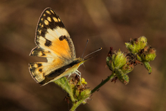 Colotis calais calais