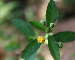 Sida acuta