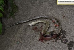 Gloydius halys halys