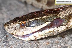 Gloydius halys halys