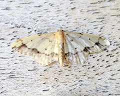 Idaea efflorata