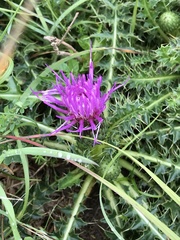 Cirsium acaule