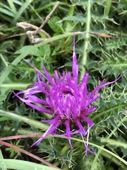 Cirsium acaule