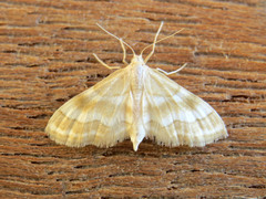 Idaea rainerii