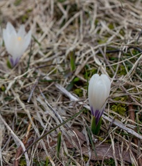 Crocus vernus