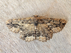 Menophra japygiaria